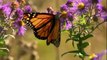 THE INCREDIBLE JOURNEY OF THE BUTTERFLIES NOVA Discovery Science Animals (full documentary