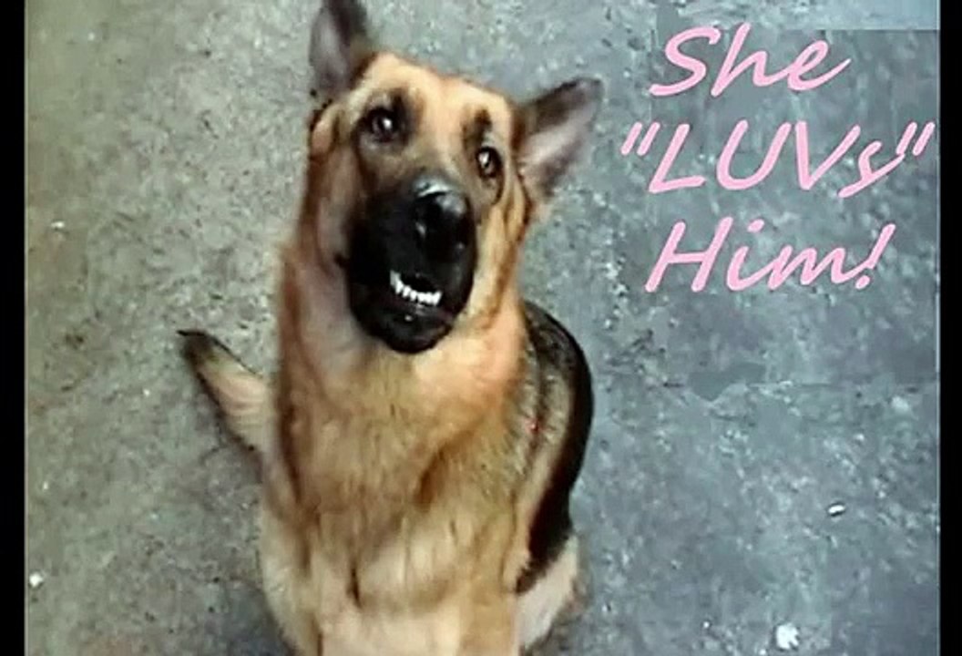 The Essential Female : German Shepherd Giving Birth