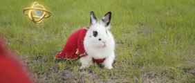 Epic Bunny's Adventure : Le lapin épique