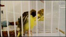 Bird Cleaning 101™ - Canaries ♥
