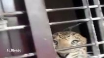Un léopard sème la panique dans une école en Inde