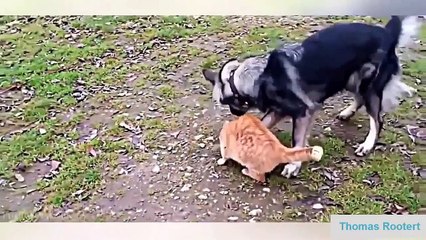 Funny Dogs 2015 Best Videos Funny Dog Compilation 2015 Top Funny Animals Videos 1
