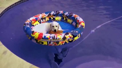 funny cat and dog videos try not to laugh