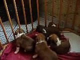 chiots boxer boxer 3 semaine 2