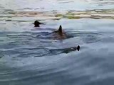Basking shark feeding off the Cornish Coast