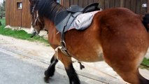 Travail aux longues rênes avec jeune cheval.