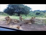 Animals attack humans Lion attacks car Accident Compilation