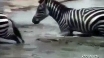 Crocodiles Attacked Zebras