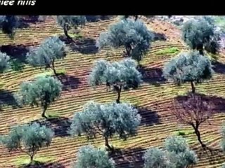 Palestinian  children  اناديكم اطفال الحجارة