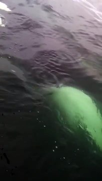 Killer Whales in Kachemak Bay - Homer, Alaska