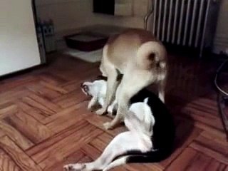 Luna the Pit Bull and Mayzie the Ori Pei Wrestling and Playing