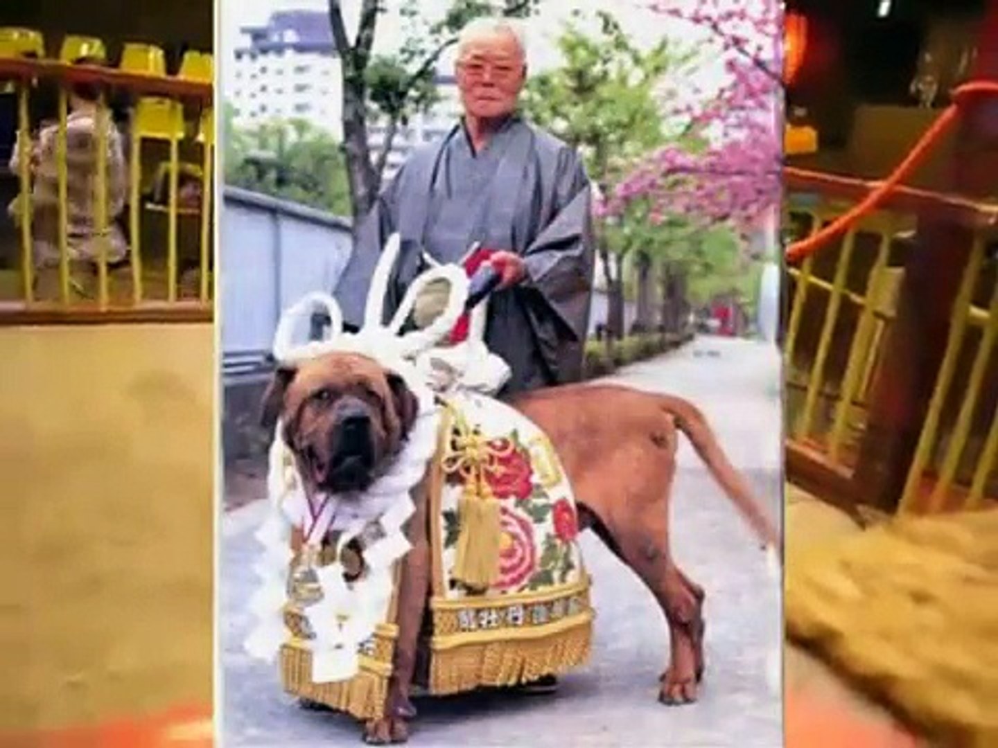 Tosa Inu Guard Fighter Video Dailymotion