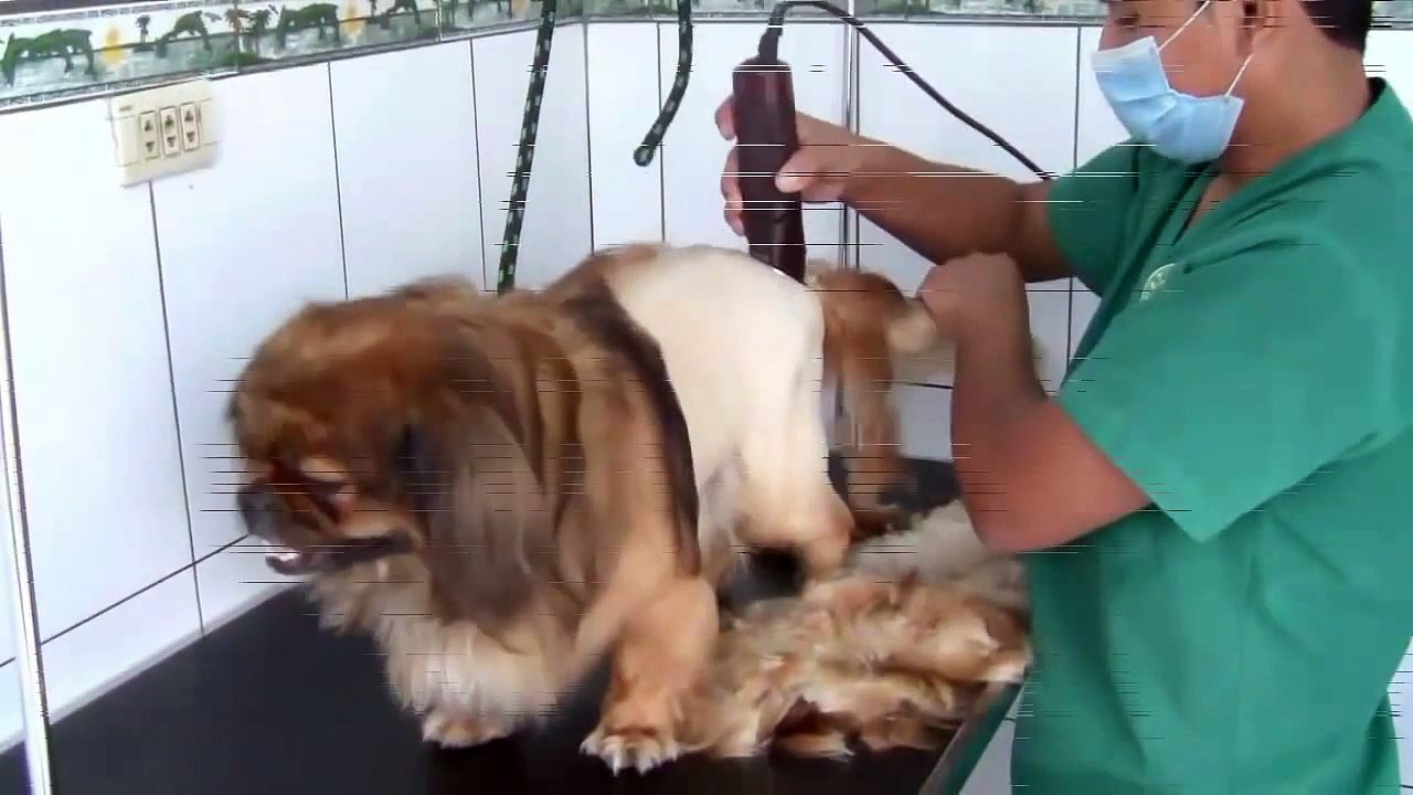 Especialistas en Grooming, Veterinaria Animales del Mundo