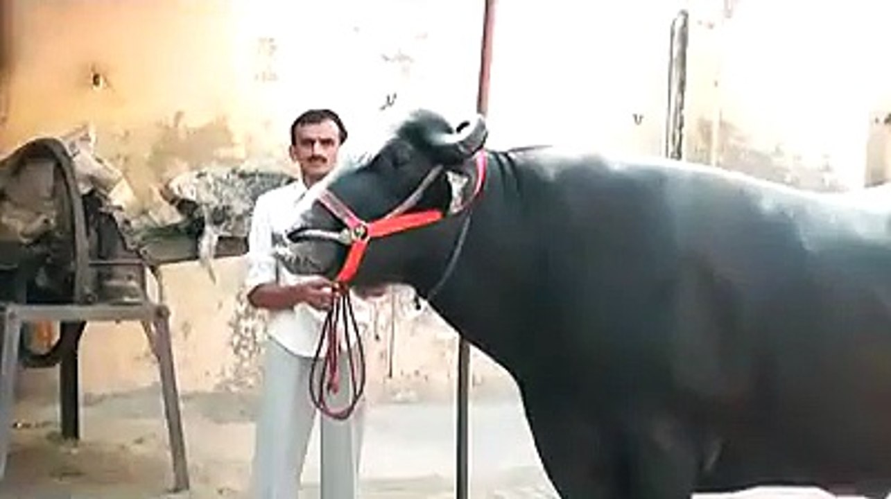 Big Buffalo
