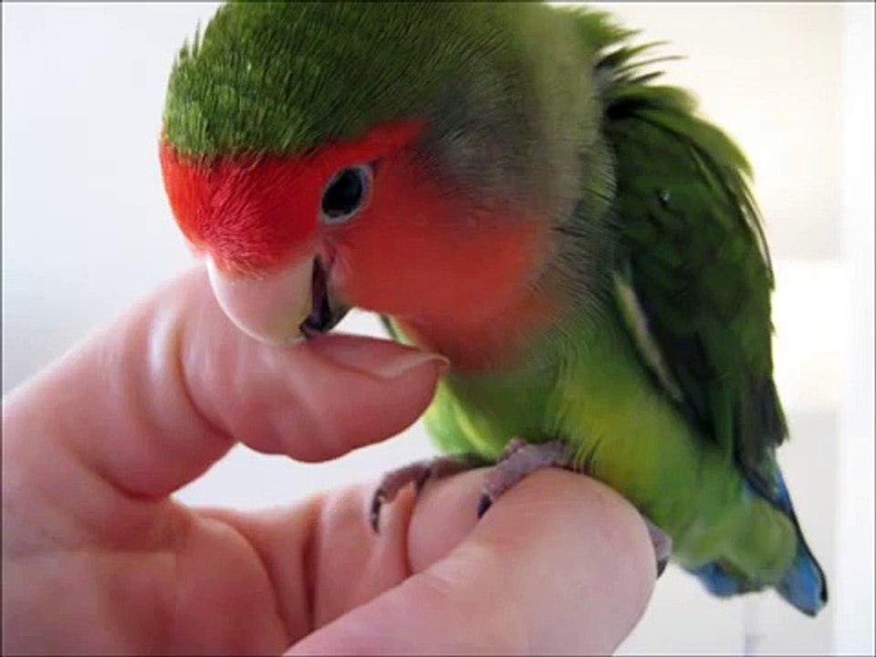 RIP mon inséparable-lovebird 17 years old  xxx - Renaud- Mistral gagnant