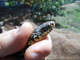 BIACCO - Serpente trovato a due metri dalla porta di casa dove viveva