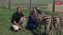 Wildlife and Wild Places with Tom Stalf - Zebra Foals