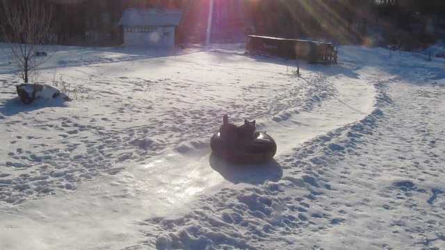 Siberian Husky enjoys sledding in the snow