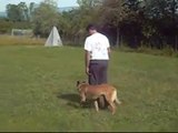 Addestramento cani 2 (Crazy )