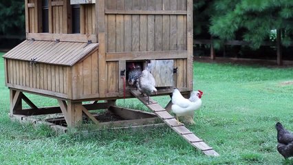 Automatic Chicken Coop Door