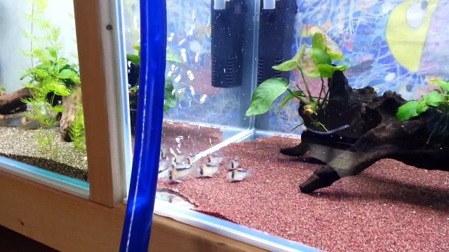 corydoras adolfoi surfing