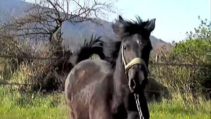 chevaux barbes : échapée belle des poulains