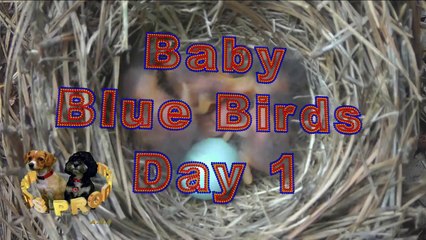 Baby Bluebirds Day 1