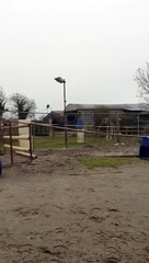 3 year old bay gelding: For Sale in Wexford