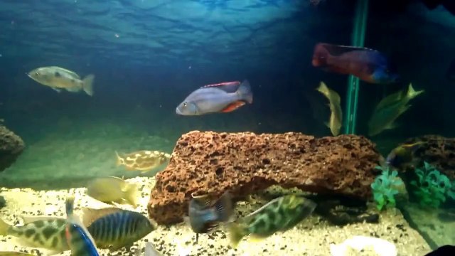 240 Gallon African Cichlid Show Tank (Big Boys)