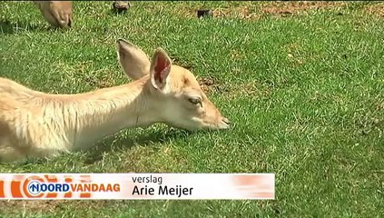 Bijna alle ontsnapte herten in Stadskanaal gevangen - RTV Noord