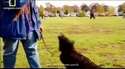 Cães Extraordinários Ep.03 02/02 NatGeo
