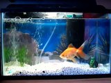 Fantail Goldfish in a 5 Gallon Tank