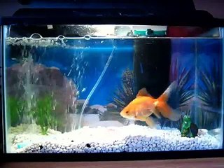 Fantail Goldfish in a 5 Gallon Tank