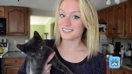 DIY Catsicles - Popsicles for Your Cats!