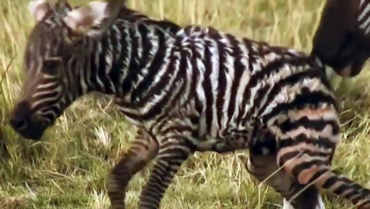 Animals´s Cemetery River- Lions & Crocodiles Attacks -- World Animal Movies Full HD 2015
