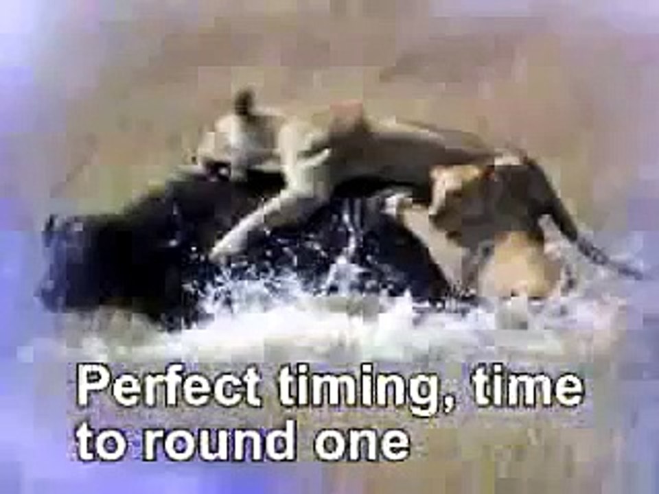 Bloodsport - I fight to survive