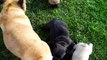 Fransk bulldog valpar 5,5 veckor. Ute på gräset för första gången