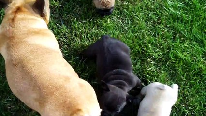 Fransk bulldog valpar 5,5 veckor. Ute på gräset för första gången