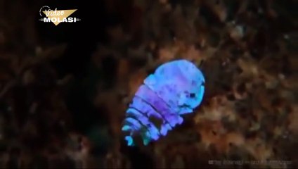 PREDATOR GİBİ KAMUFLE OLAN DENİZ SAFİRİ