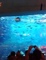 Big Fish Aquarium In Dubai | Dubai Aquarium & Underwater zoo | The Dubai Mall