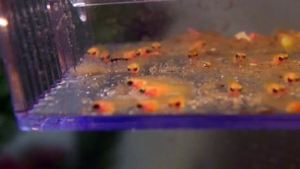 NewBorn Baby Platy Fry Minutes old
