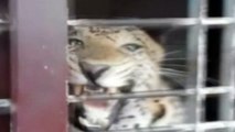 Leopard enters a school in India and injures one person