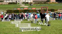 Le Cantal au Mondial du cheval Percheron 2011