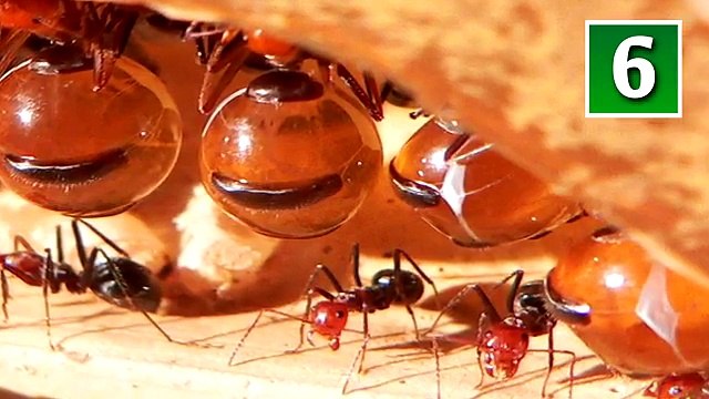 Top 10 Most Terrifying Animals