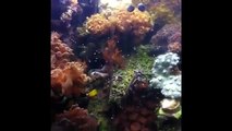 Reef aquarium algae eaters at Garf.org