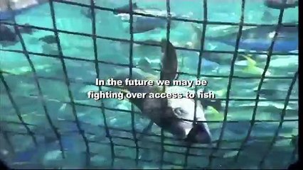 African Voices: Fish Is a Security Issue