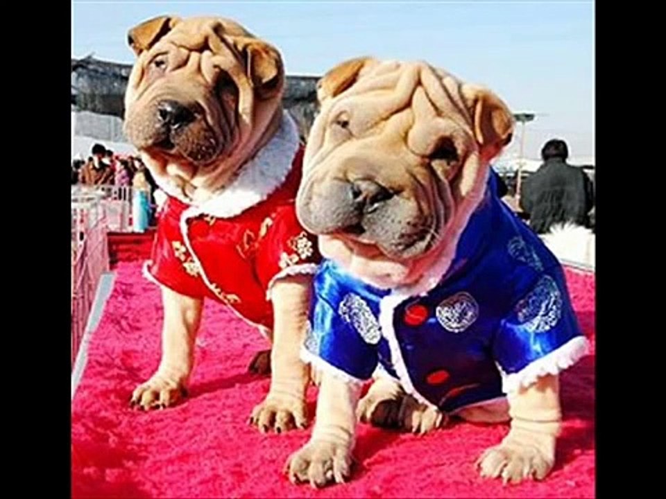 animali buffi
