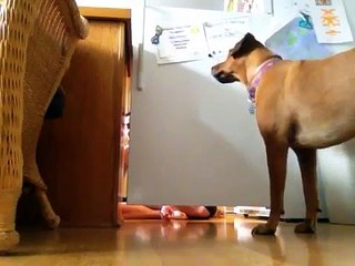 Getting My Dog to Eat Snacks Out of My Feet