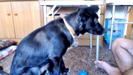 Smart dog learns how to ring bell for treats