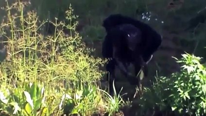 Animal Mating , Synthetic Best Animal Mating